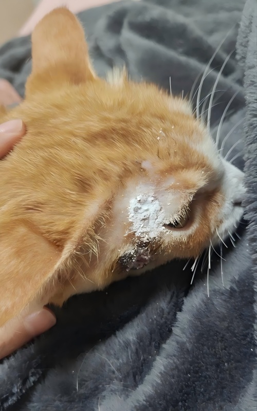 Vetmedix ແບ່ງປັນ Case 丨ກໍລະນີການສະຫມັກ