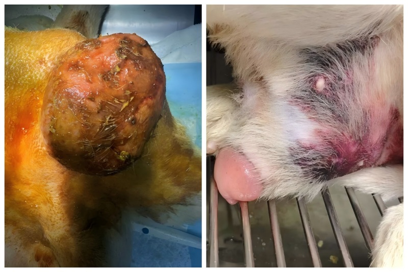 ການແລກປ່ຽນຄະດີ Vetmedix