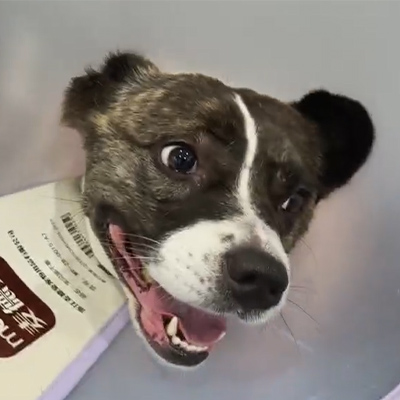 ບົດລາຍງານກໍລະນີ Vetmedix 丨ການນໍາໃຊ້ການປິ່ນປົວດ້ວຍສານເຄມີໃນການຮັກສາສັດຕະວະແພດໃນການຮັກສາໂຣກເຍື່ອຫຸ້ມສະຫມອງອັກເສບ