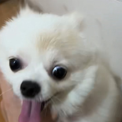 Vetmedix ແບ່ງປັນກໍລະນີການສະຫມັກ丨ຄໍາຮ້ອງສະຫມັກຂອງເລເຊີທີ່ມີພະລັງງານສູງໃນການຮັກສາພະຍາດຂີ້ກາກ canine