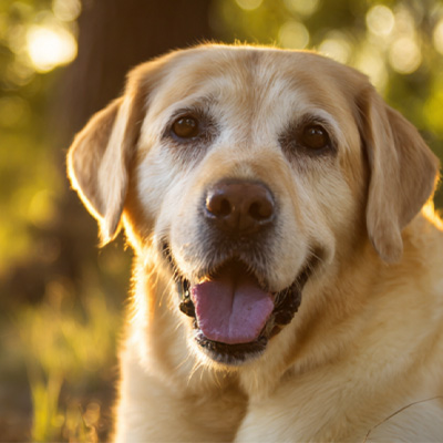 Vetmedix ແບ່ງປັນ case 丨ກໍລະນີການສະຫມັກ丨ຂອງການປິ່ນປົວດ້ວຍເລເຊີທີ່ມີພະລັງສູງໃນການຮັກສາເນື້ອງອກທີ່ບໍ່ໄດ້ປິ່ນປົວ perianal